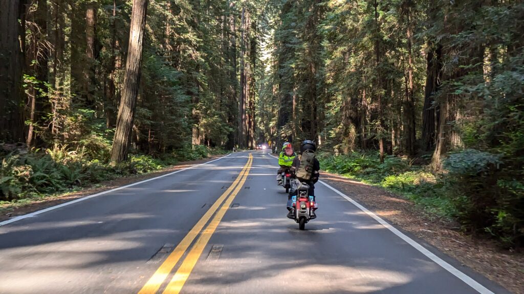 Two riders on electric unicycles on a two-lane road running through a corridor of tall redwoods.